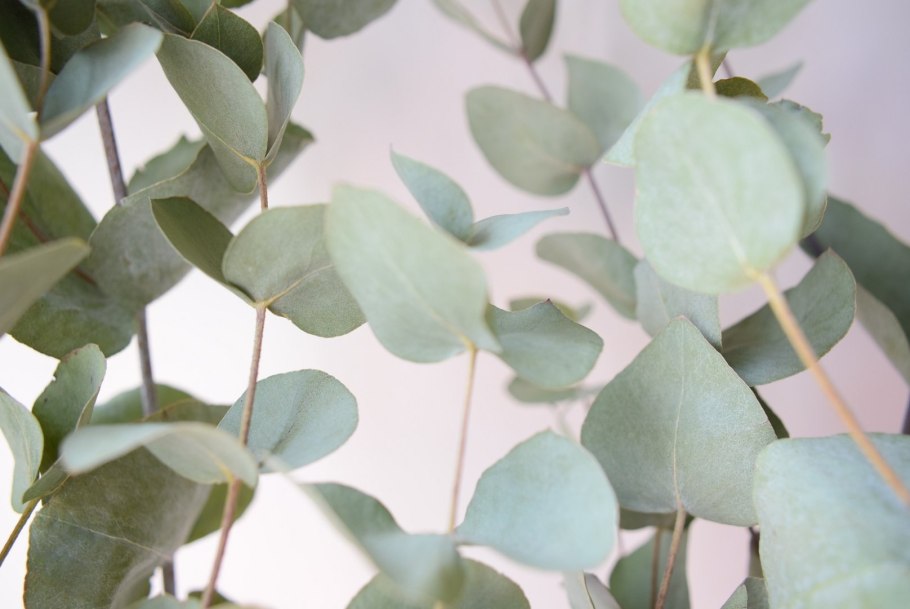 Эвкалипт остролистный