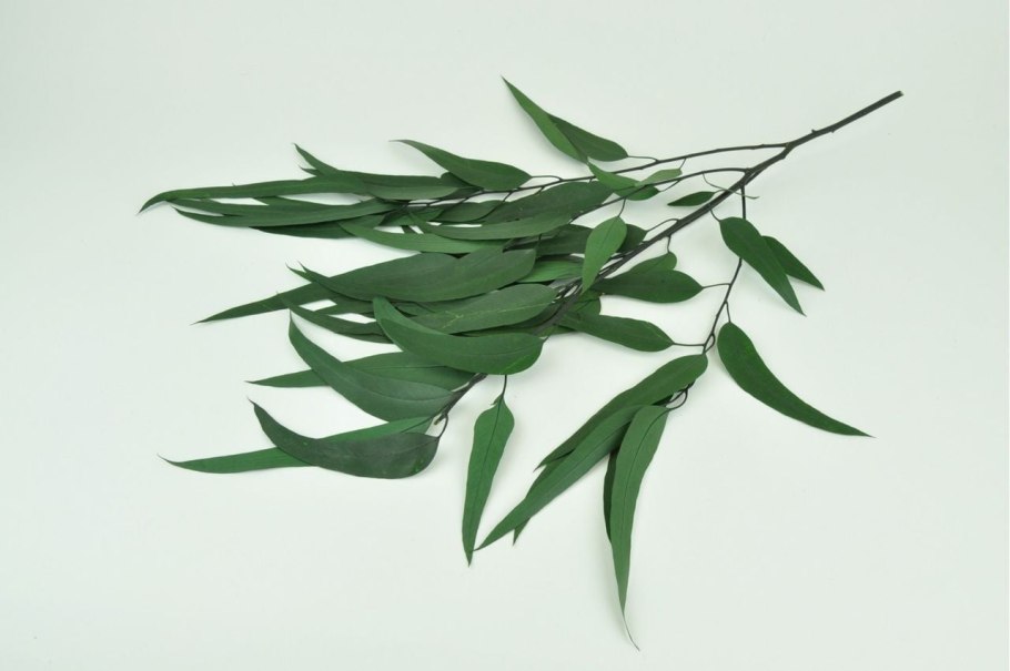 Эвкалипт Бриджесиана