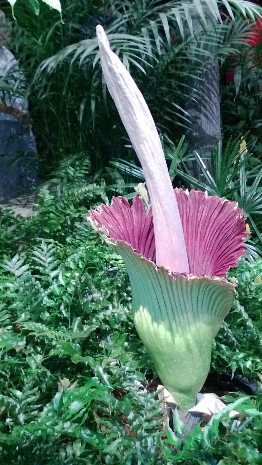 Аморфофаллус коньяк Amorphophallus Konjac