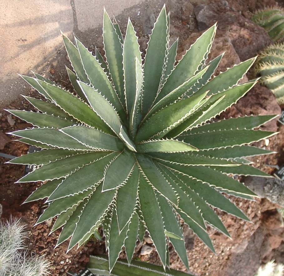 Agave bovicornuta
