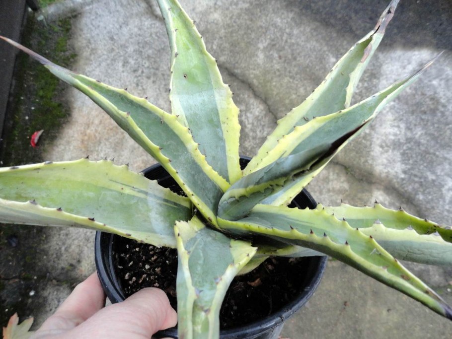 Агава - Agave d17 h40