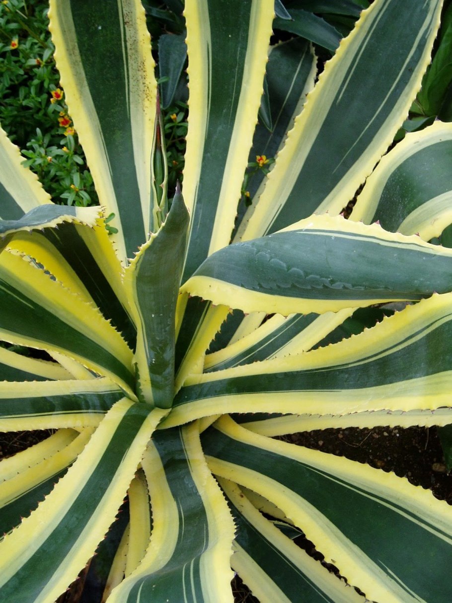 Agave albopilosa