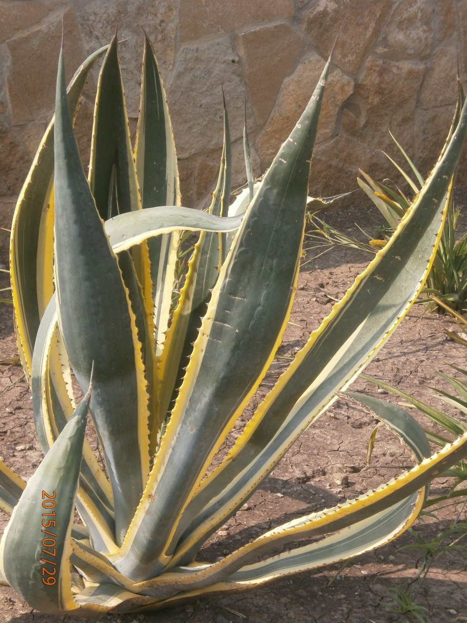Agave victoriae Reginae