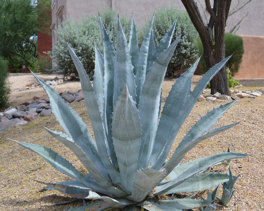 Агава attenuata