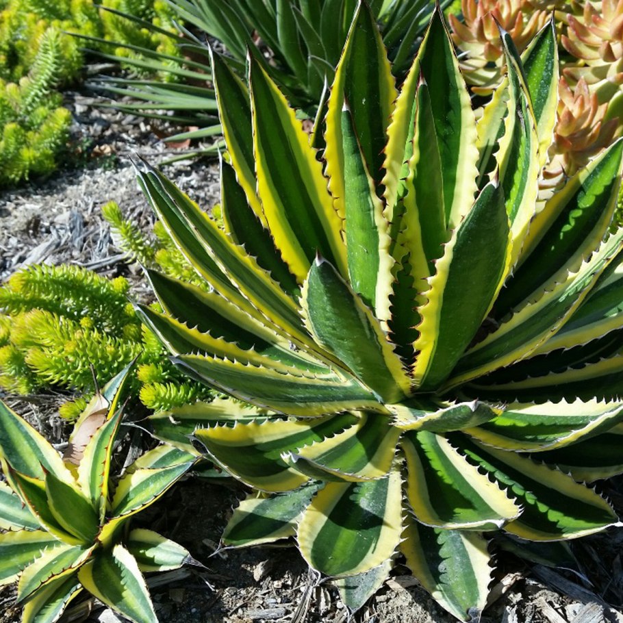 Agave guadalajarana - Агава гвадалахарская