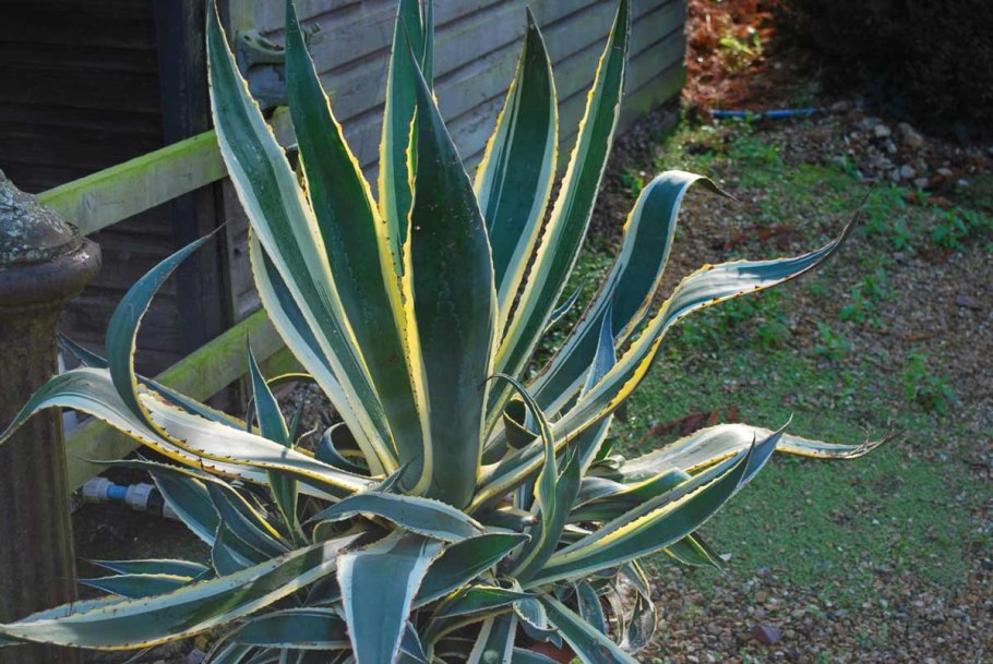 Aloe aculeata 'CROUSIANA'