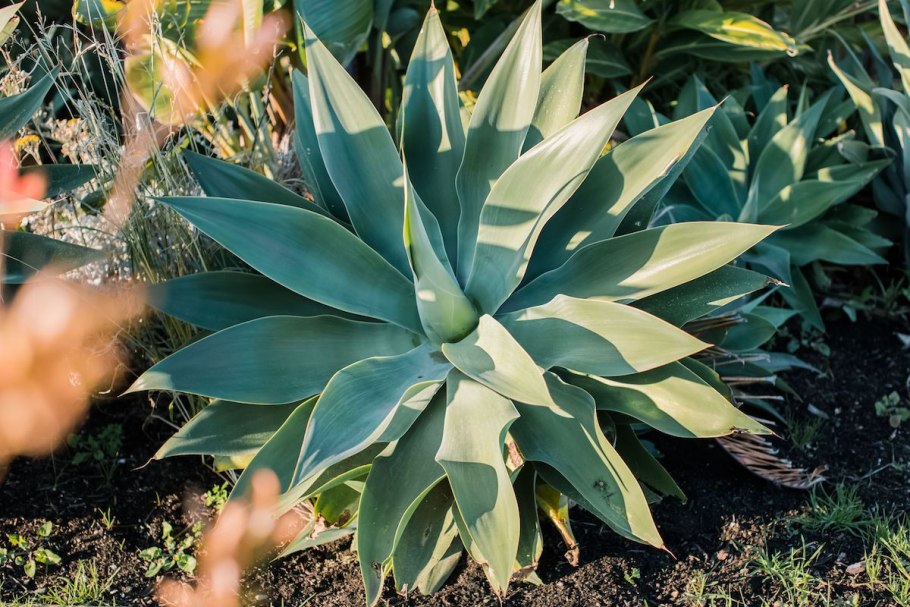 Agave bovicornuta