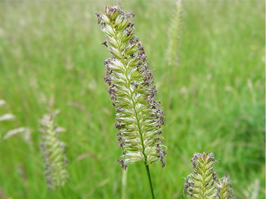 Злаки Гребенник