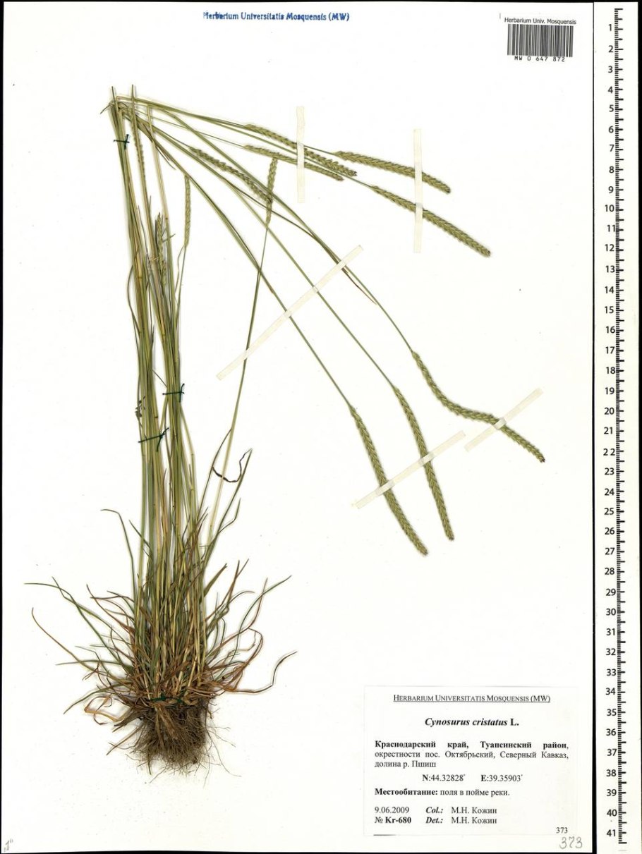 Плосконожка обыкновенная Стрекоза
