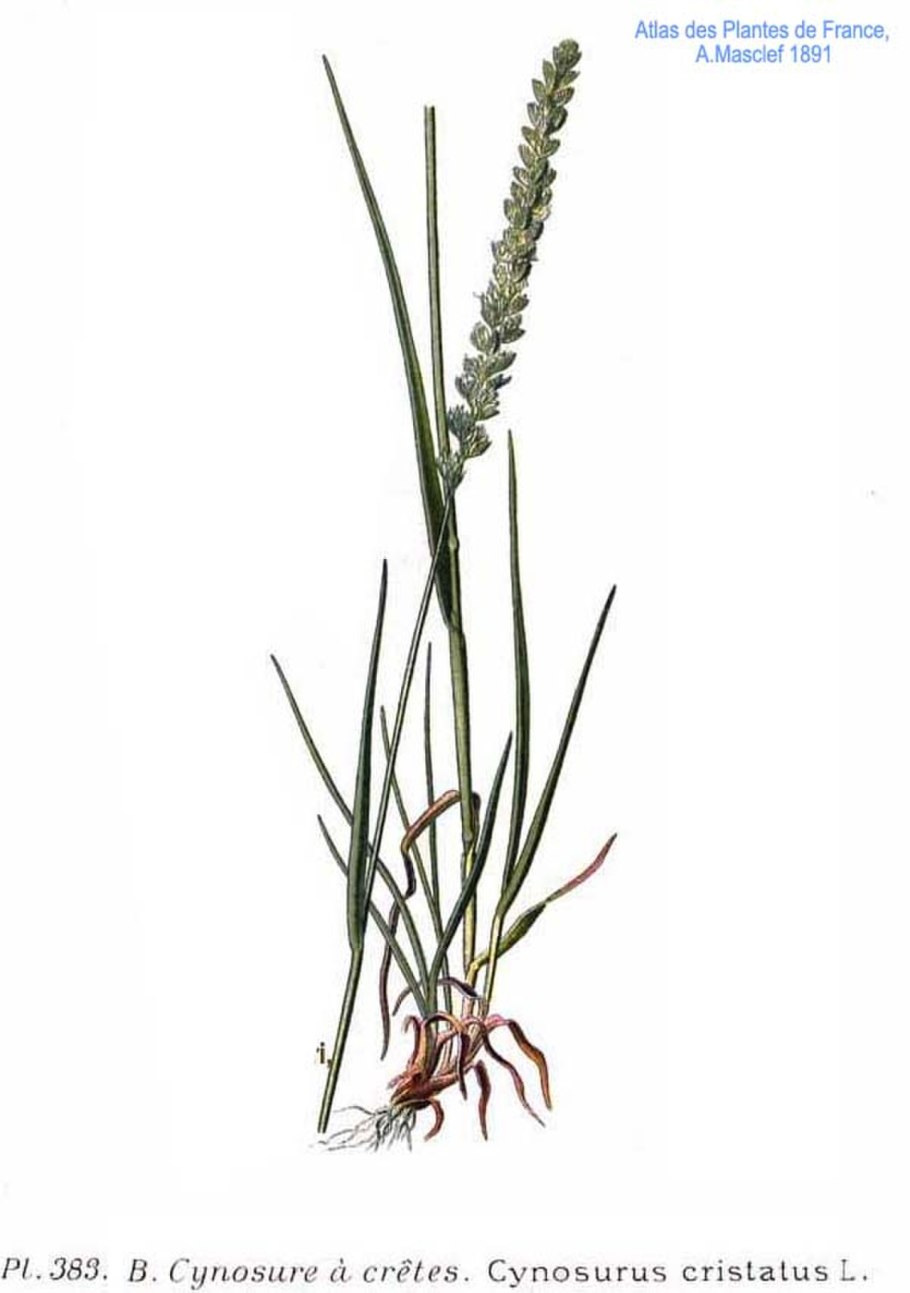 Зубчатка с белыми цветами