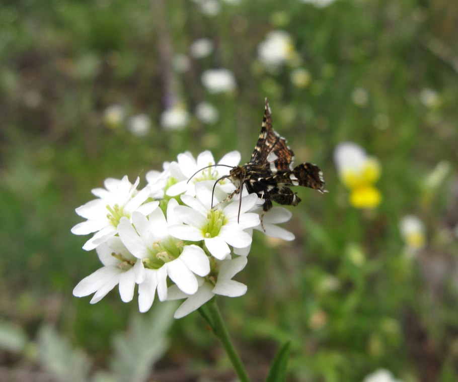 Зонтичные морковник