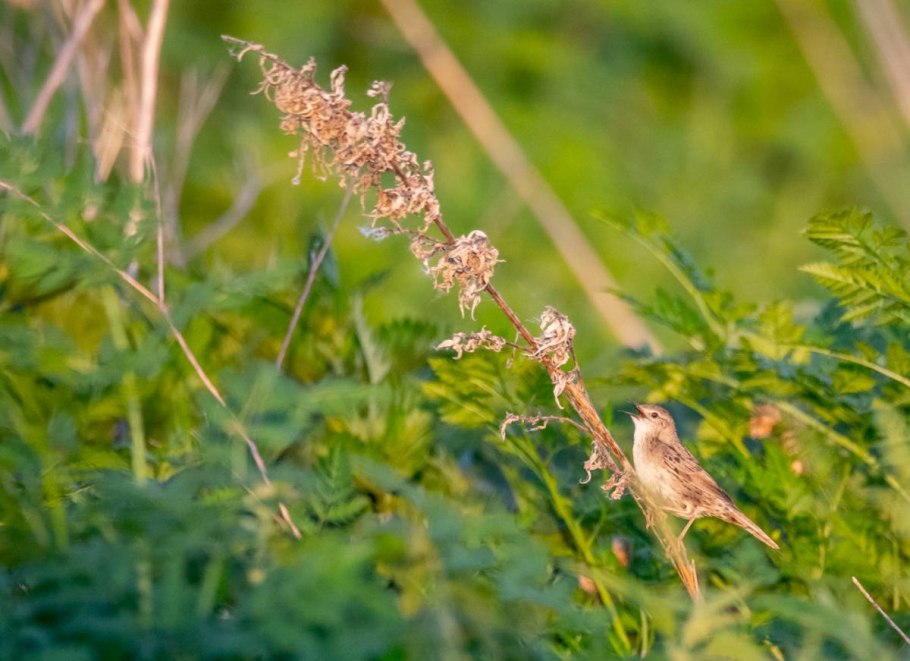Гребенник Cynosurus cristatus