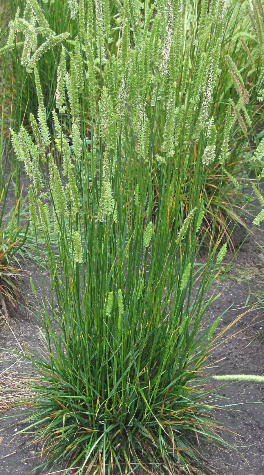 Гребенник дерево