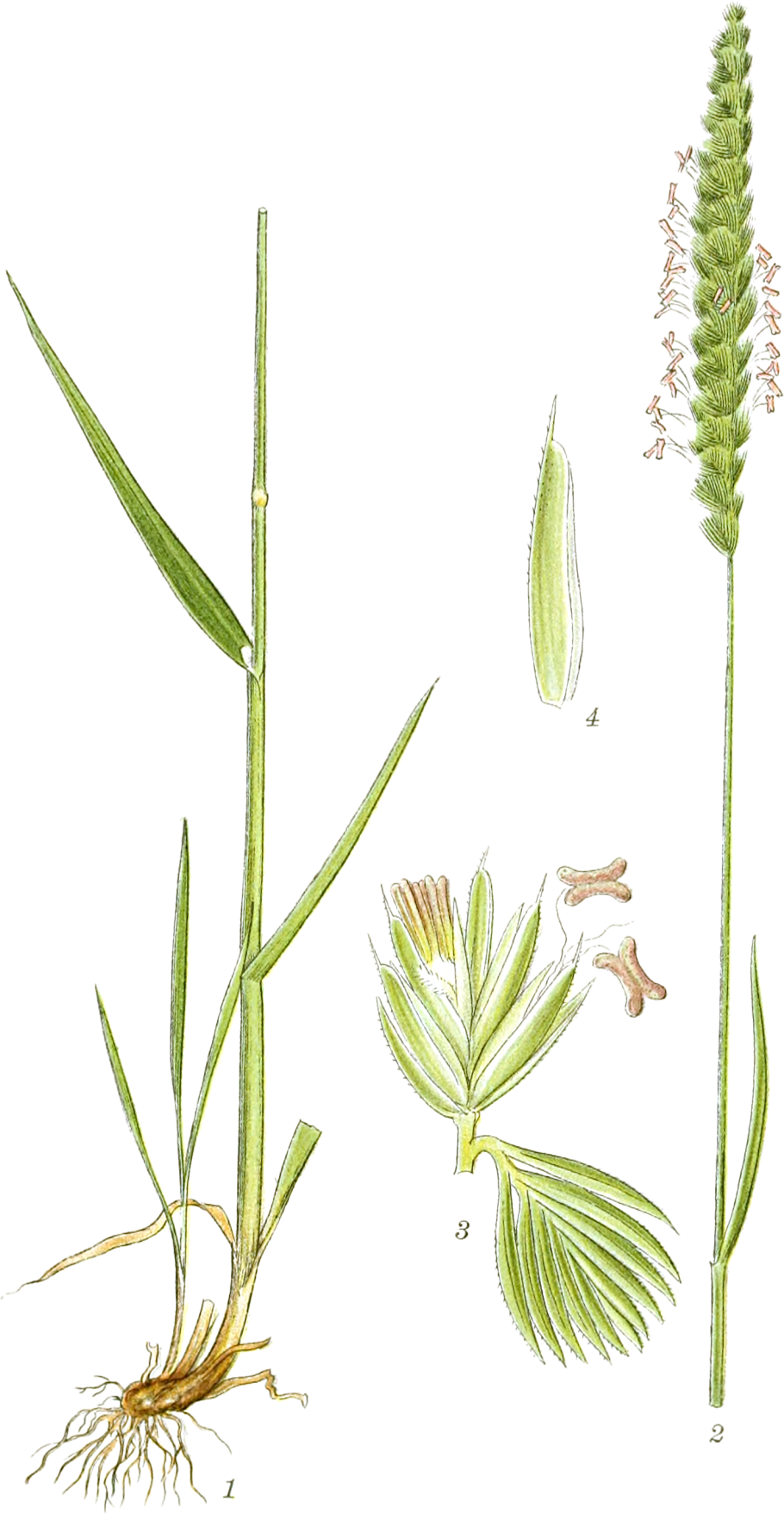 Гребенник гребенчатый