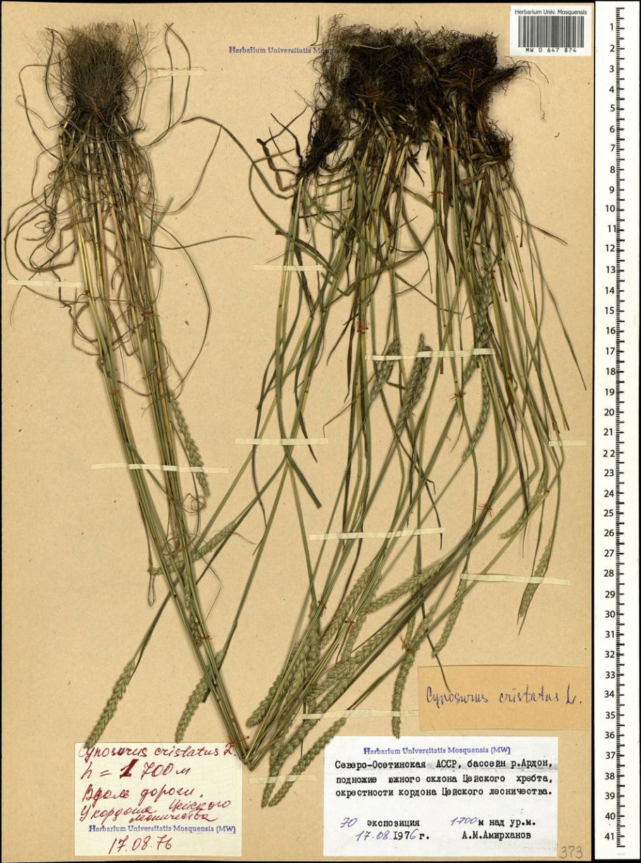 Плосконожка обыкновенная Стрекоза