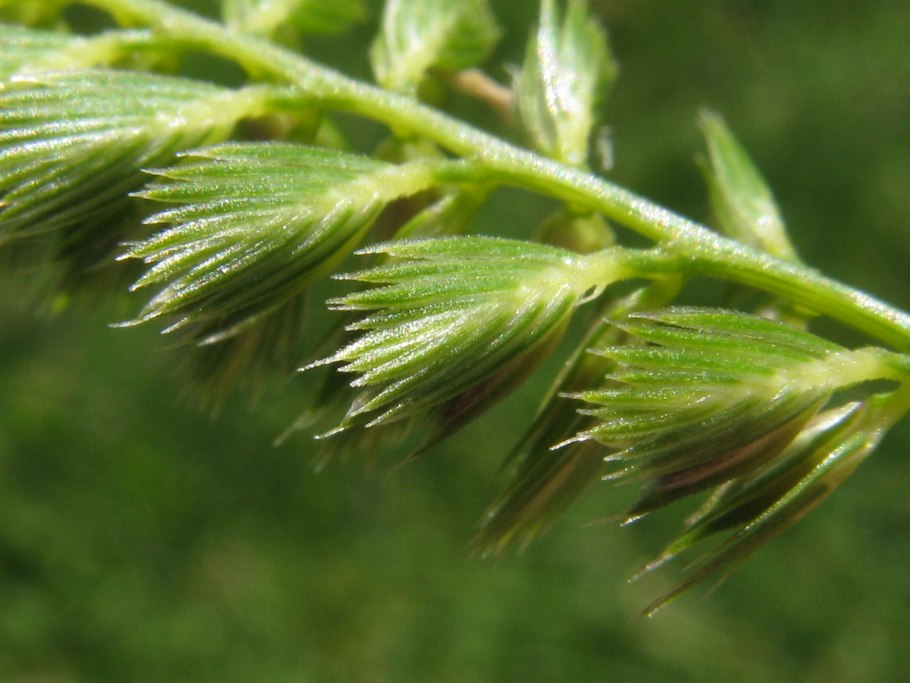 Гребенник гребенчатый