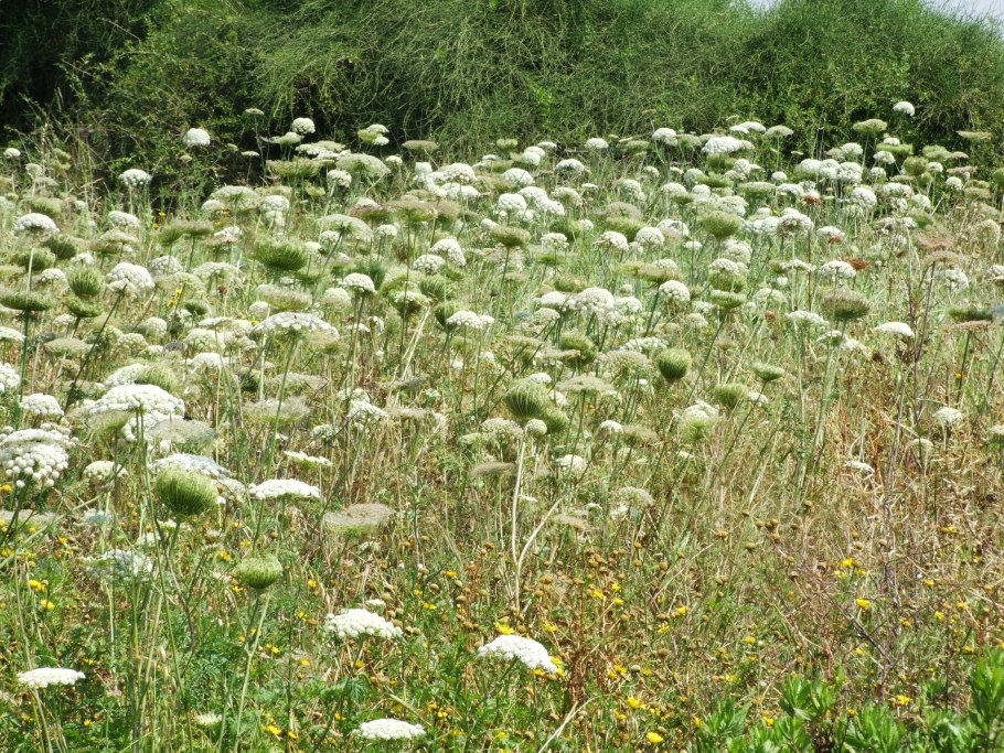 Злаки Гребенник