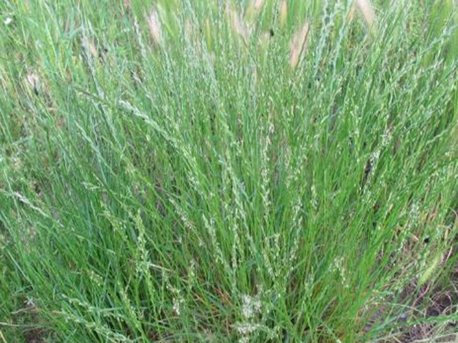 Полевица (agrostis)
