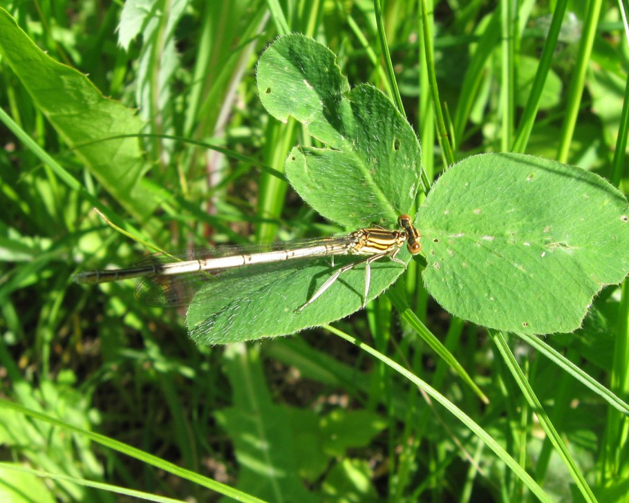 Увядший тысячелистник