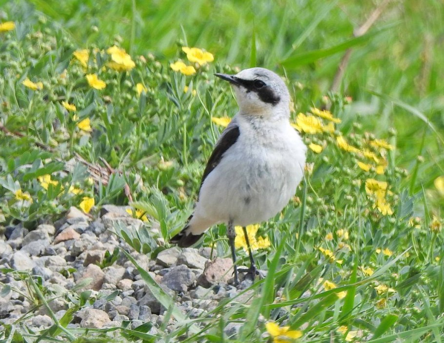 Купырь Лесной и вех