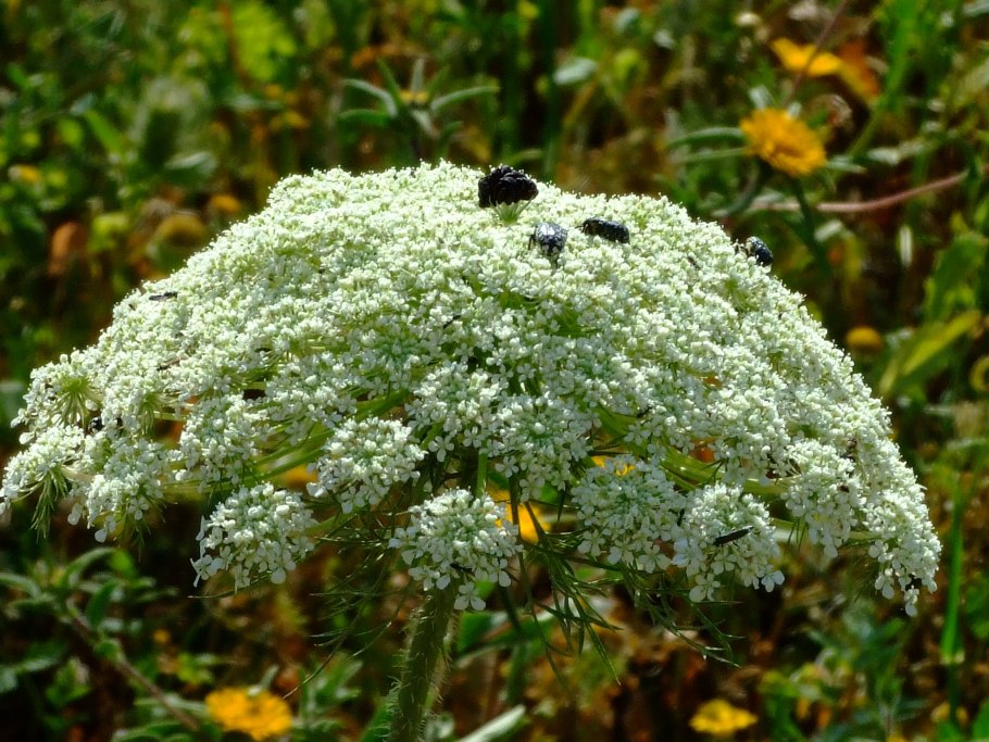 Шандра ранняя (Marrubium praecox Janka.)