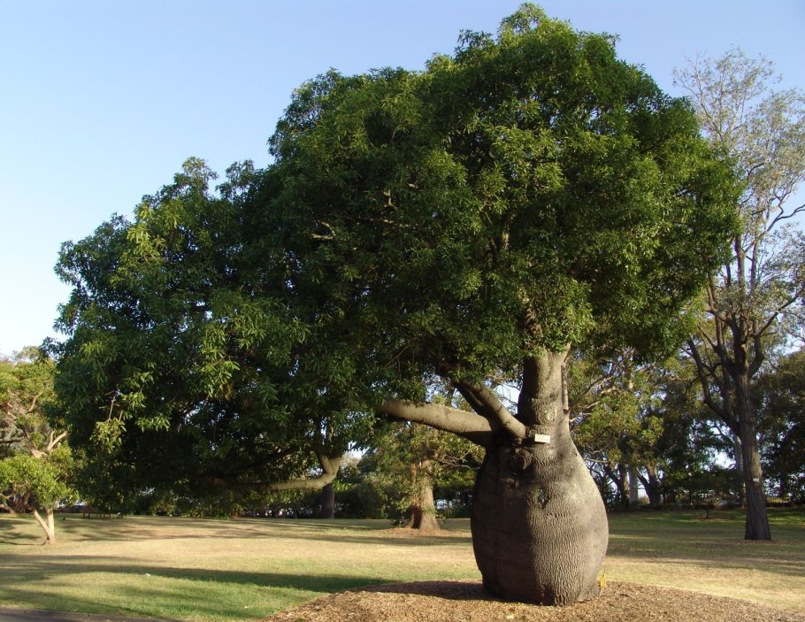 Австралийский баобаб бутылочное дерево