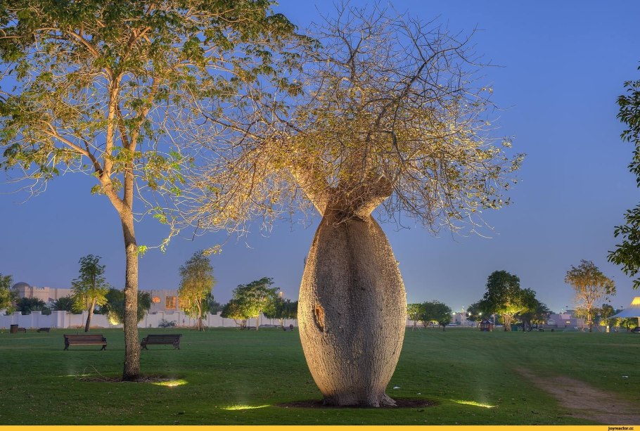 Флора острова Тасмания