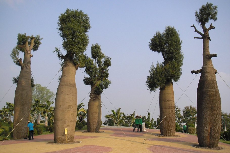 Брахихитон Рупестрис