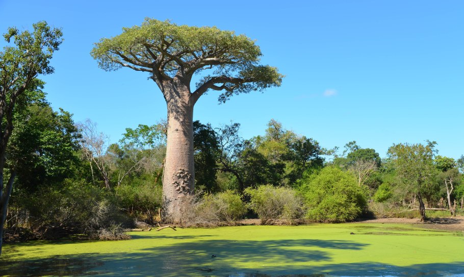 Баобаб в саванне Африки
