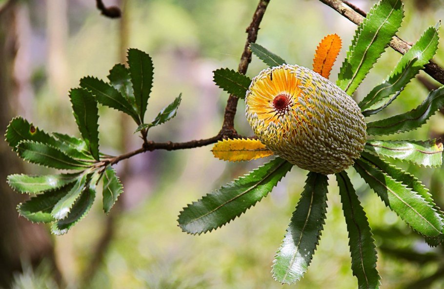 Банксия (Banksia)