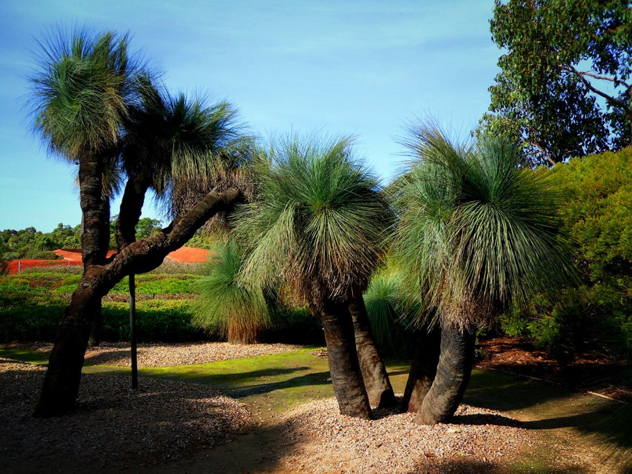 Ксанторрея австралийская
