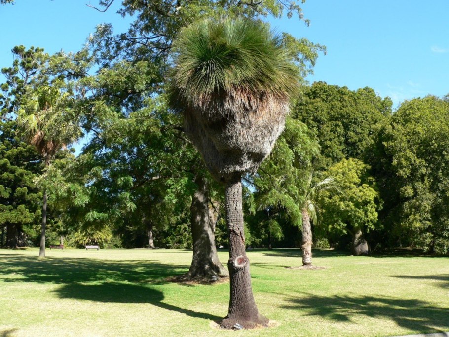 Травяное дерево ксанторрея