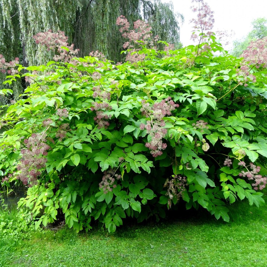 Аралия сердцевидная Aralia cordata Thunb