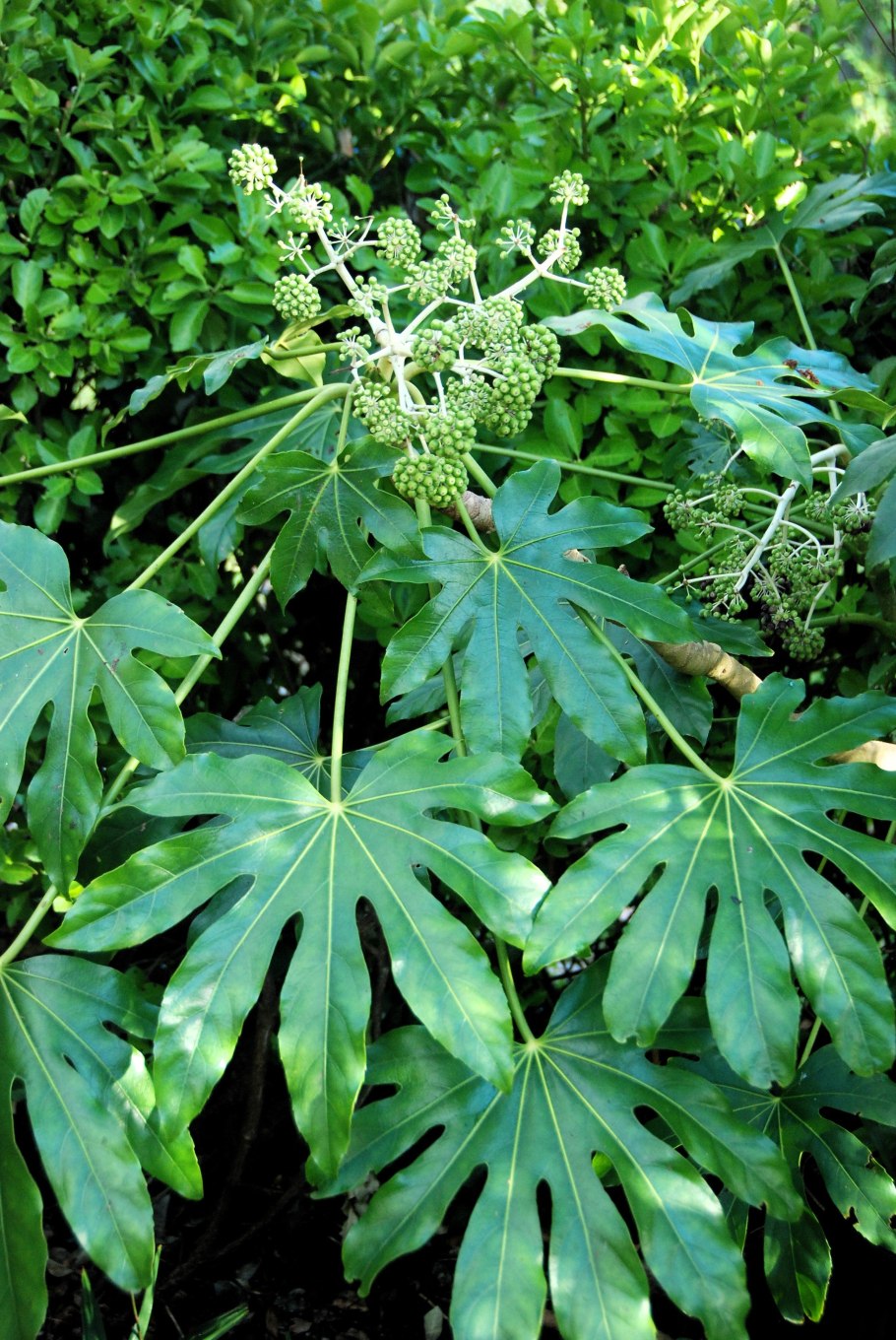 Фатсия японская плоды