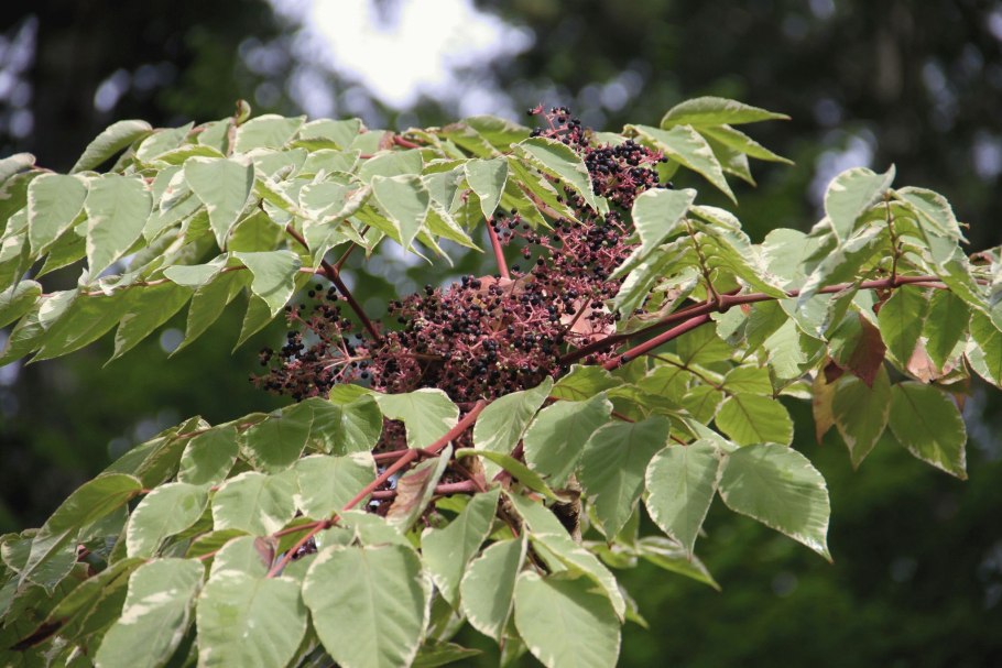 Аралия сердцевидная Шмидта