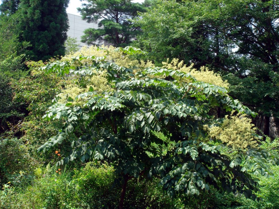 Маньчжурская аралия