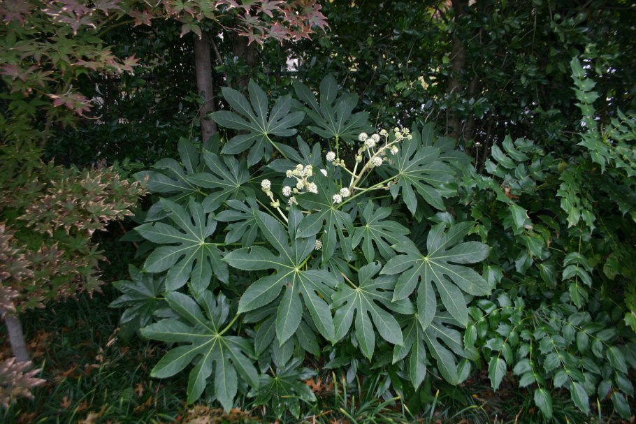 Аралия фатсия