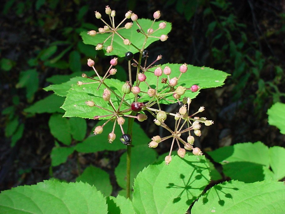 Аралия высокая (Aralia elata)