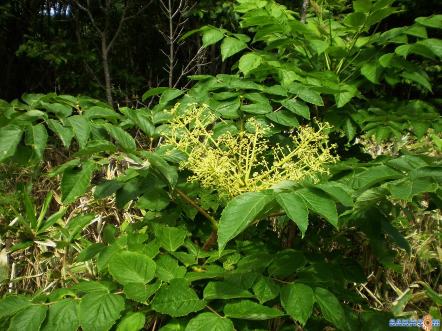 Аралия маньчжурская дерево