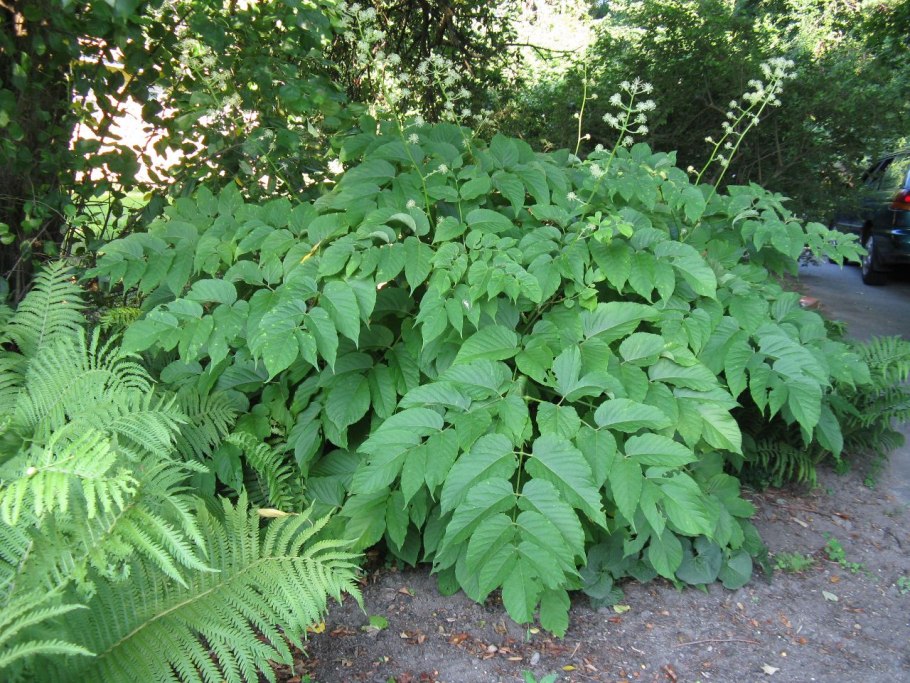 Аралия маньчжурская осень