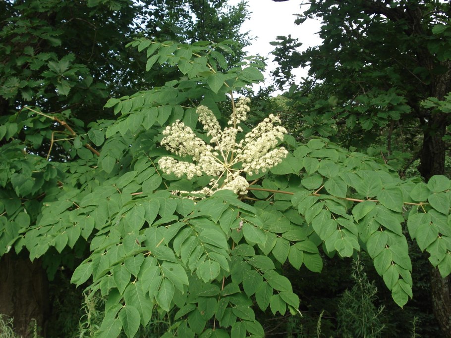 Аралия маньчжурская