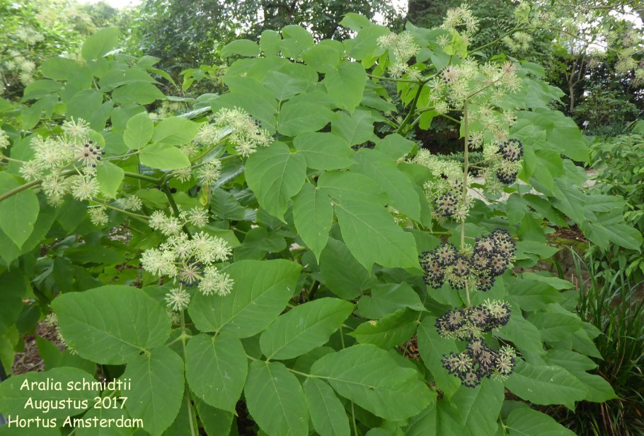 Аралия сердцевидная