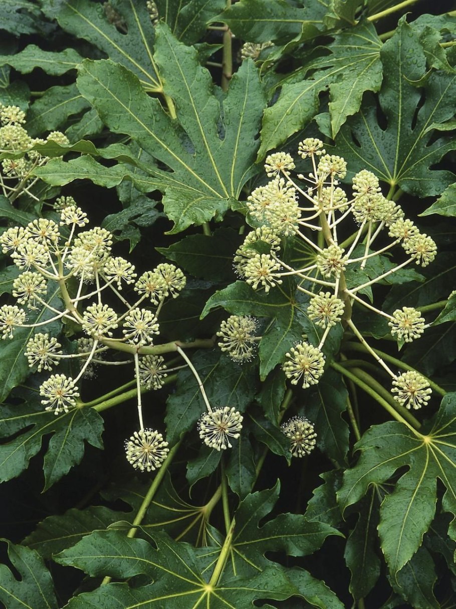 Аралия маньчжурская