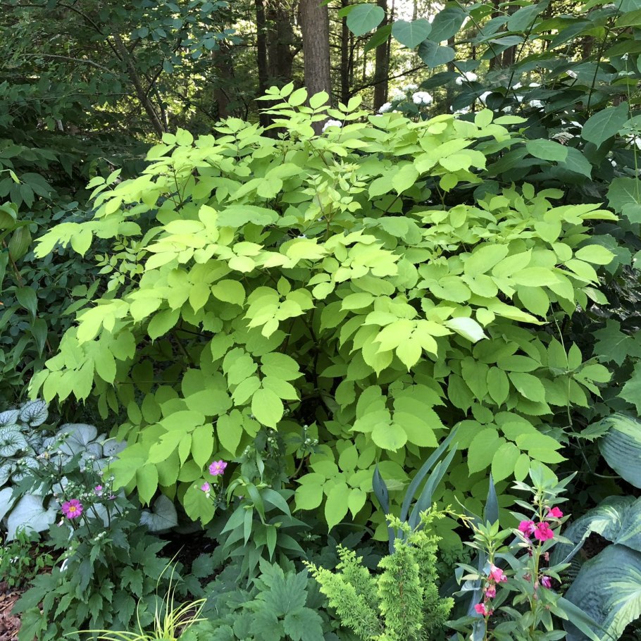 Аралия сердцевидная Aralia cordata