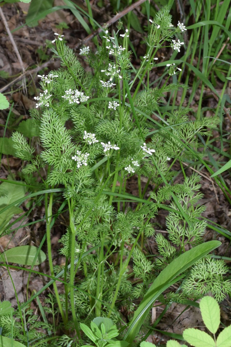 Скандикс Венерин гребень