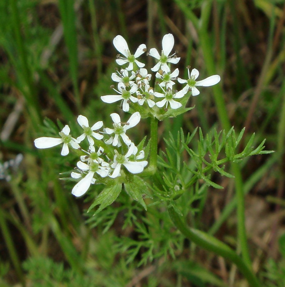 Скандикс Венерин гребень