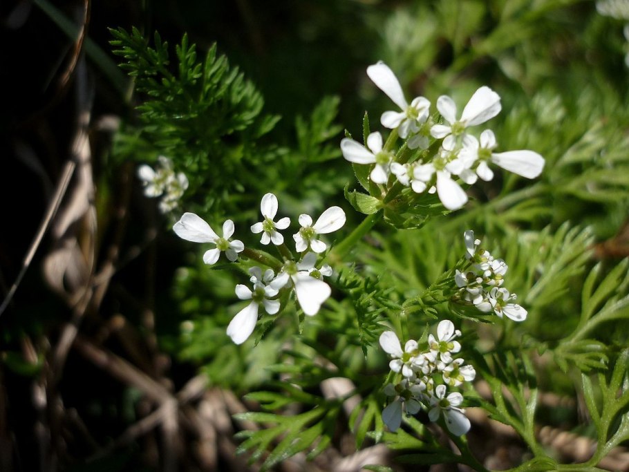 Scandix Pecten-Veneris семена