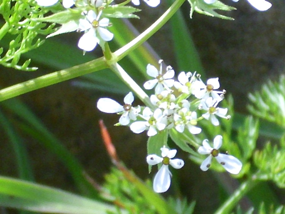 Скандикс Красноярск