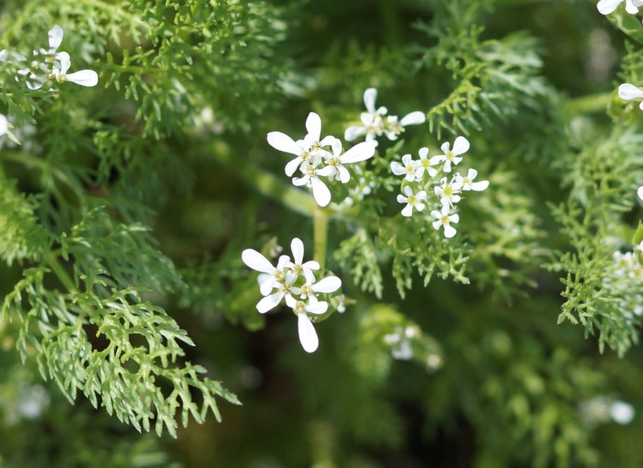 Scandix Pecten-Veneris гербарий