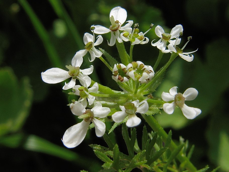 Scandix Pecten-Veneris семена